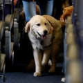 What to Look for in an Accredited Pet Transportation Service