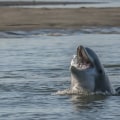 Experience Charleston's Best Dolphin Tours with Executive Comfort
