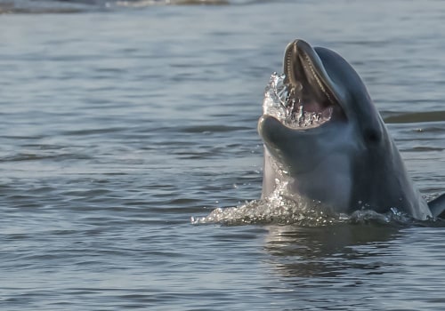Experience Charleston's Best Dolphin Tours with Executive Comfort